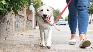 Lite per il cane davanti al circolo: 62enne finisce al pronto soccorso, indagato il gestore