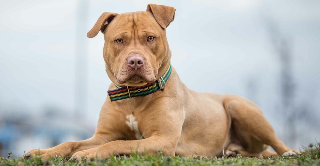 Salussola - Aggressione di due pitbull: una donna ferita a una mano