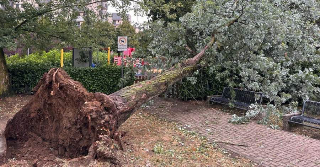 Piatto - Riaperta la strada della frazione Commenda dopo la caduta di un albero