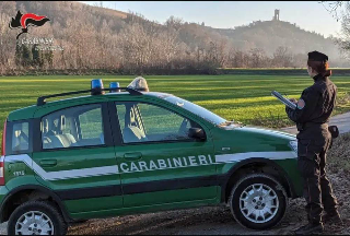 Valdilana - Quattro asini in fuga creano disagi al traffico: proprietario a rischio sanzione
