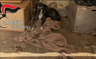 Occhieppo Superiore - Cane salvato dall’abbandono: era senza acqua né cibo, denunciato il proprietario