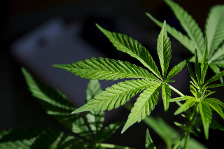 Biella - Giovane sorpreso a fumare in piazza: denunciato per possesso di marijuana