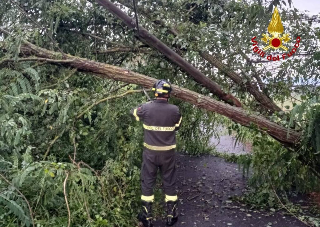 Sostegno - Pianta cade sulla provinciale, colpito un furgone in transito: conducente è illeso