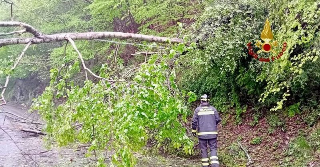 Biellese - Allerta arancione: alberi caduti e disagi per il maltempo